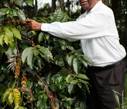 Kenya Tur Cemo kaffeplante plukking menneske