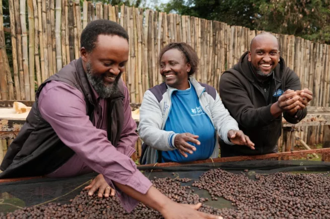 Kenya Tur Cemo torking kaffe mennesker