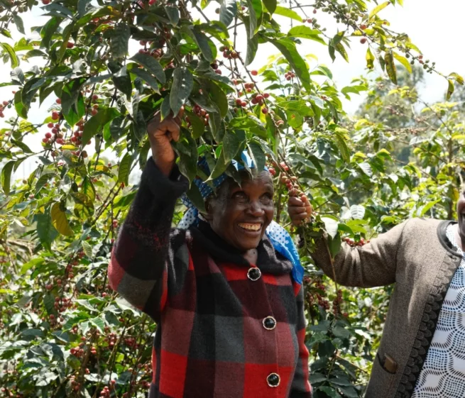 Kenya Tur Cemo kaffeplante dame