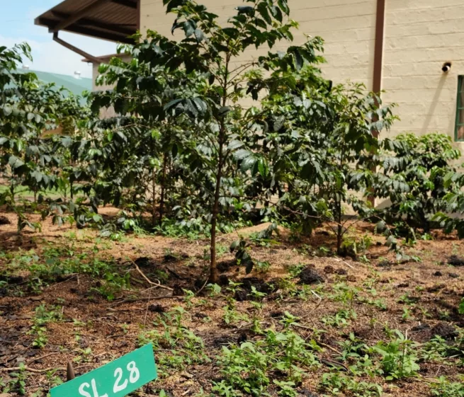 Kenya Tur Lindbak Cemo kaffeplantasje 2