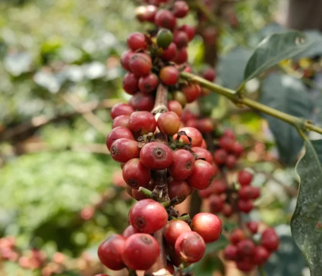 Kenya Tur Lindbak Cemo kaffeplante kaffebonner 1