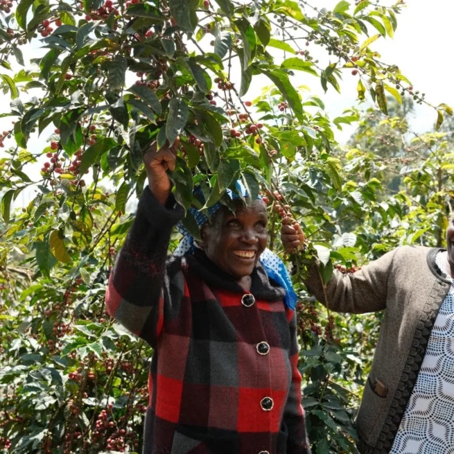 Kenya Tur Cemo kaffeplante dame