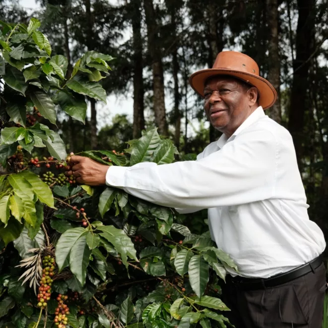 Kenya Tur Cemo kaffeplante plukking menneske