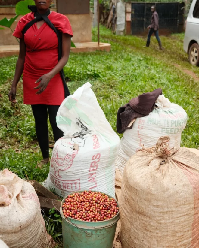 Kenya Tur Cemo kaffebonner kaffesekker