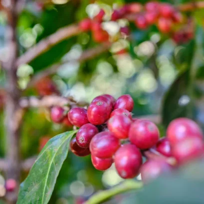 Røde, modne kaffebær på Finca La Bella, Guatemala.