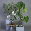 Planter