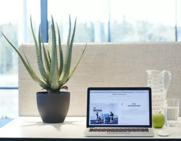 Aloe Vera kunstig plante