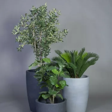 Fiolinfiken grønnplante