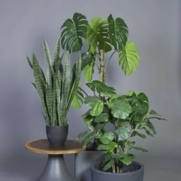 Fiolinfiken grønnplante