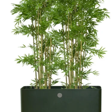 Grow liten